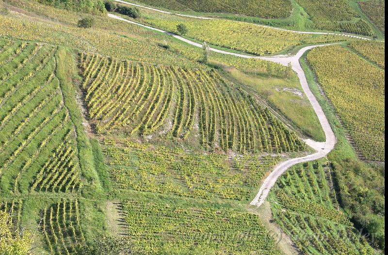 Vineyards from Chateau-Chalon IMGP2873.jpg